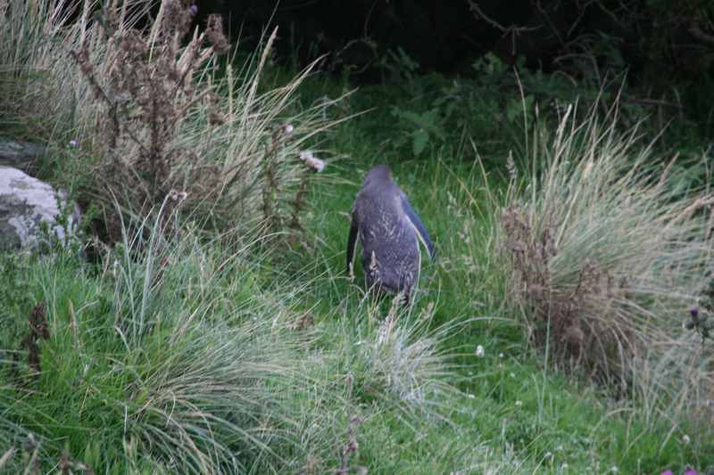 Nieuw-Zeeland 2011 - 2023